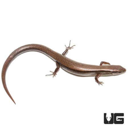 Ground Skink in natural habitat, showcasing its sleek body and smooth scales.