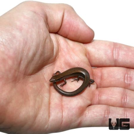 Ground Skinks For Sale - Underground Reptiles
