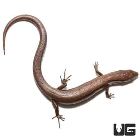 Ground Skink with smooth, shiny scales and slender body, native to warm environments. Perfect for re.