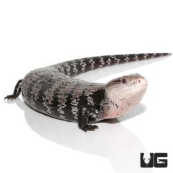 Halmahera Blue Tongue Skink For Sale - Underground Reptiles