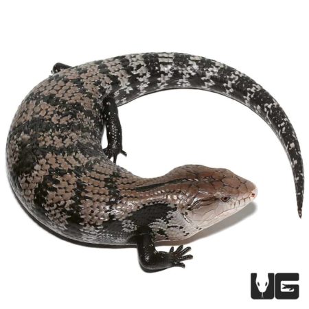 Halmahera Blue Tongue Skink For Sale - Underground Reptiles