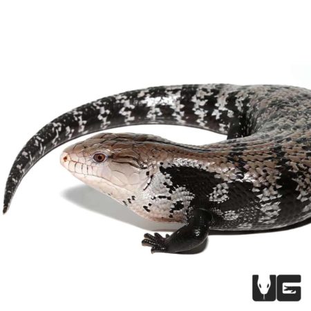Halmahera Blue Tongue Skink For Sale - Underground Reptiles