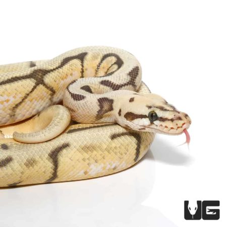 High-quality image of a 2020 male Humblebee Het Pied Ball Python.