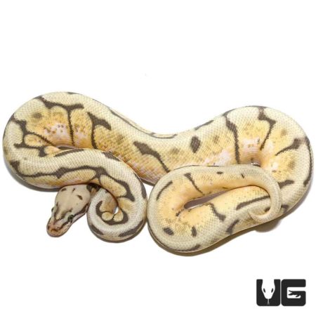 Humblebee Het Pied Ball Python snake, showcasing unique coloration and pattern.