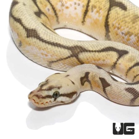 Humblebee Het Pied Ball Python snake, 2020 male, showcasing unique coloration and pattern.