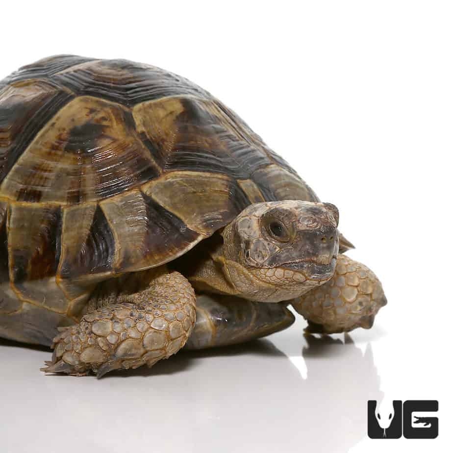 Tortoises For Sale - Underground Reptiles