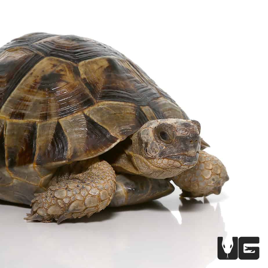 Ibera Greek Tortoises (Testudo graeca) For Sale - Underground Reptiles