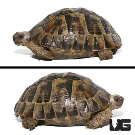 Ibera Greek Tortoises (Testudo graeca) For Sale - Underground Reptiles