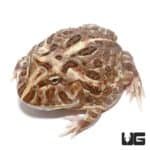 Adult Inferno Pacman Frog For Sale - Underground Reptiles