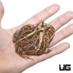 Adult Inferno Pacman Frog For Sale - Underground Reptiles