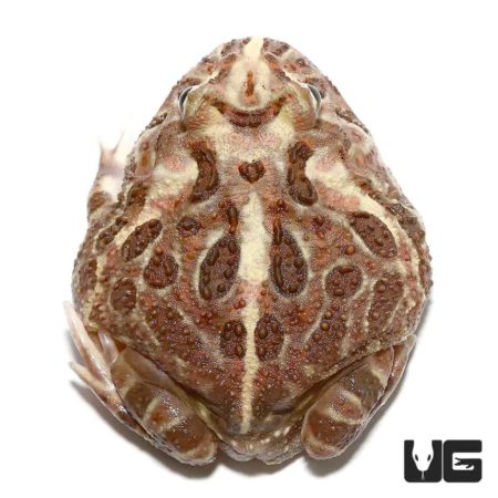 Adult Inferno Pacman Frog For Sale - Underground Reptiles