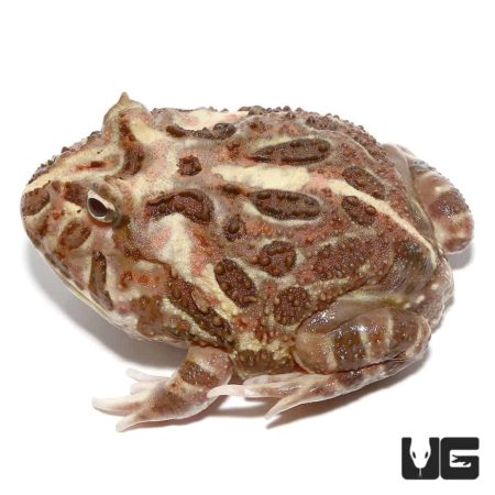 Adult Inferno Pacman Frog For Sale - Underground Reptiles
