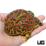 Jungle Red Ornate Pacman Frog For Sale - Underground Reptiles