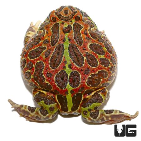 Jungle Red Ornate Pacman Frog For Sale - Underground Reptiles