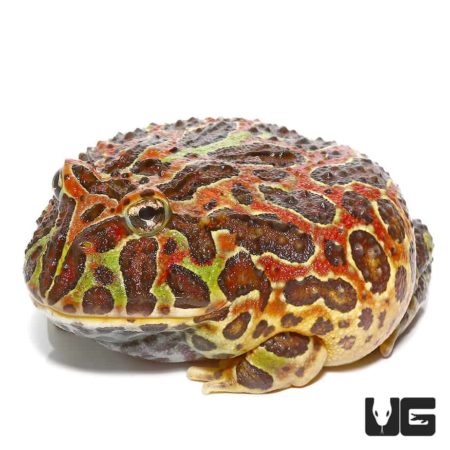 Jungle Red Ornate Pacman Frog For Sale - Underground Reptiles