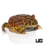 Jungle Red Ornate Pacman Frog For Sale - Underground Reptiles