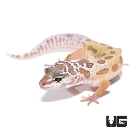 Juvenile Leucistic Leopard Gecko For Sale - Underground Reptiles