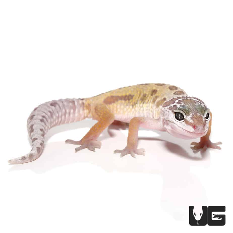 Juvenile Leucistic Leopard Geckos (Eublepharis macularius) For Sale ...