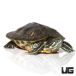 Juvenile Male Hybrid Yellowbelly Slider Turtle For Sale - Underground Reptiles