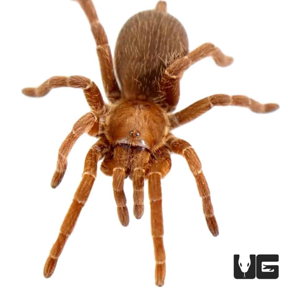 King Baboon Tarantulas For Sale Underground Reptiles