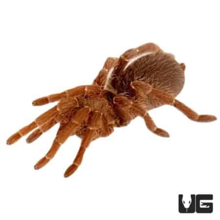 King Baboon Tarantulas For Sale - Underground Reptiles