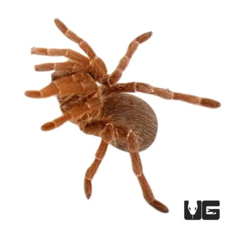 King Baboon Tarantulas For Sale - Underground Reptiles