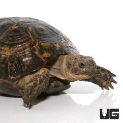 Lebanese Greek Tortoise For Sale - Underground Reptiles