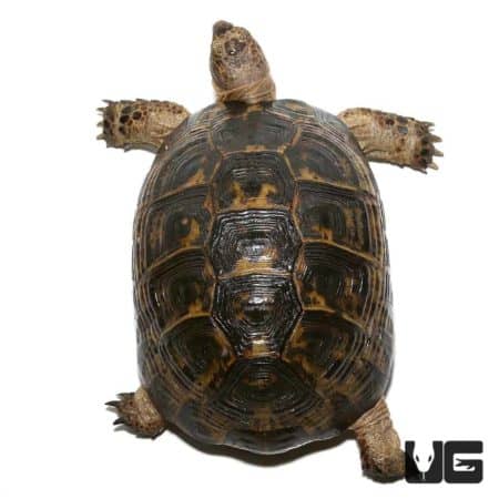 Lebanese Greek Tortoises (Testudo graeca) For Sale - Underground Reptiles