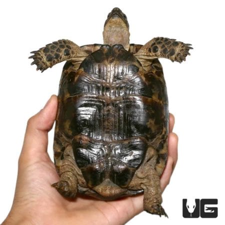 Lebanese Greek Tortoise For Sale - Underground Reptiles