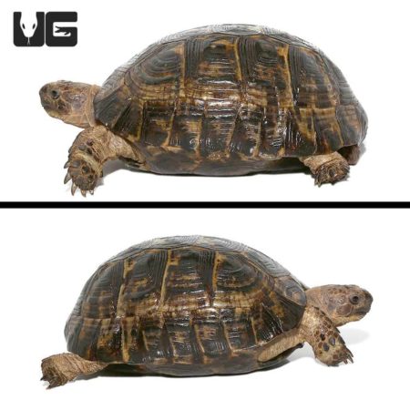 Lebanese Greek Tortoise For Sale - Underground Reptiles
