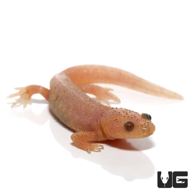 Newts and More For Sale only at Underground Reptiles