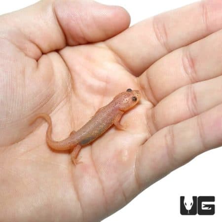 Leucistic Spanish Ribbed Newts For Sale - Underground Reptiles