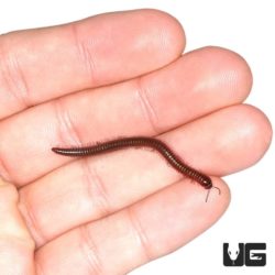 Long Brown Millipedes For Sale - Underground Reptiles