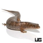 Madrean Alligator Lizards For Sale - Underground Reptiles