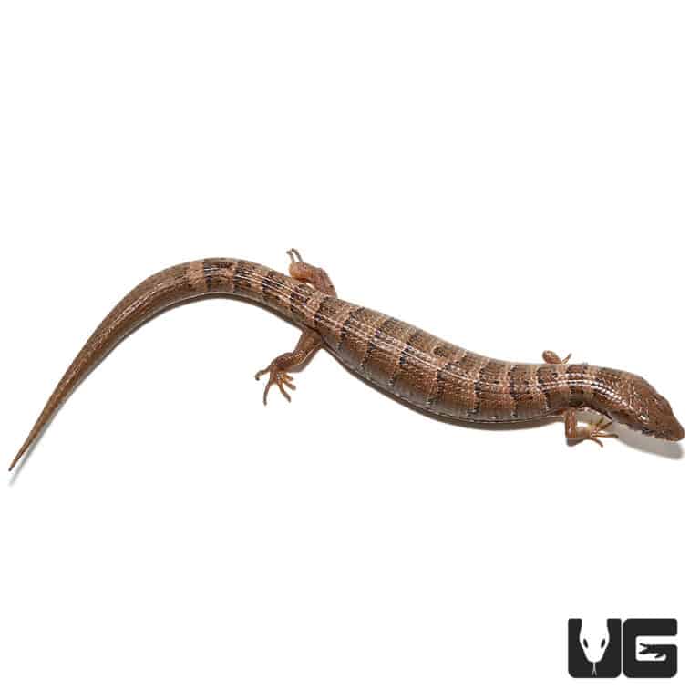 Baby Texas Alligator Lizards For Sale Underground Reptiles
