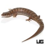 Madrean Alligator Lizards For Sale - Underground Reptiles
