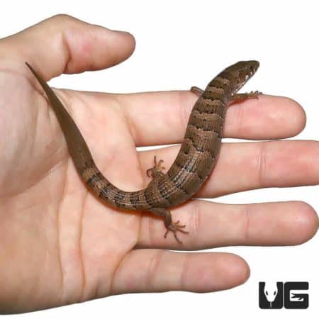 Madrean Alligator Lizards For Sale - Underground Reptiles