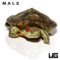 Juvenile Pastel Red Ear Slider Turtle Pair For Sale - Underground Reptiles