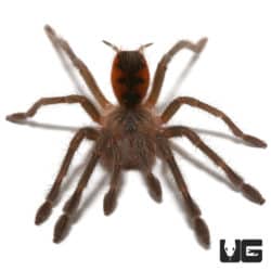 Magna Birdeater Tarantula (Pamphobeteus sp magna) For Sale - Underground Reptiles