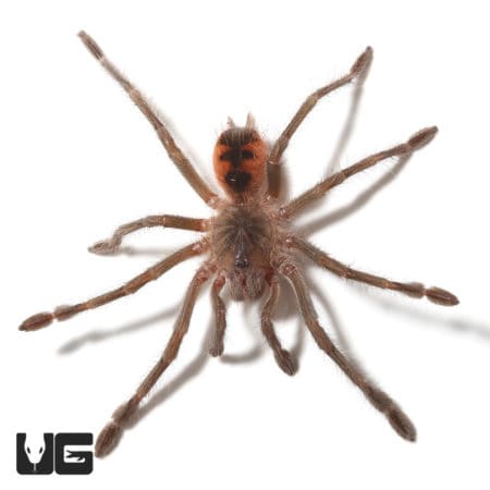 Magna Birdeater Tarantula (Pamphobeteus sp magna) For Sale - Underground Reptiles
