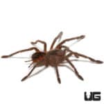 Magna Birdeater Tarantula (Pamphobeteus sp magna) For Sale - Underground Reptiles