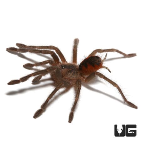Magna Birdeater Tarantula (Pamphobeteus sp magna) For Sale - Underground Reptiles