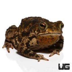 Marbled Toad For Sale - Underground Reptiles