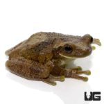 Marbled Tree Frog For Sale- Underground Reptiles
