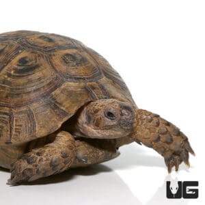 Moroccan Greek Tortoises (Testudo graeca) For Sale - Underground Reptiles