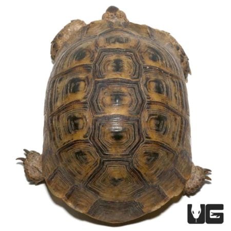 Moroccan Greek Tortoise For Sale - Underground Reptiles