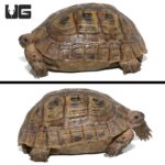 Moroccan Greek Tortoise For Sale - Underground Reptiles