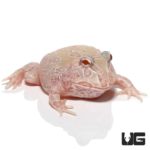 Mutant Albino Sunburst Pacman Frogs For Sale - Underground Reptiles