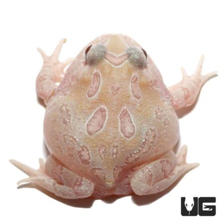 Albino Sunburst Pacman Frog, rare mutant variety, vibrant coloration, and unique pattern. Perfect fo.