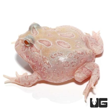 Albino Sunburst Pacman Frog, rare mutant morph, vibrant coloration, and unique pattern. Perfect for.